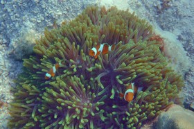 The Cliff Lipe