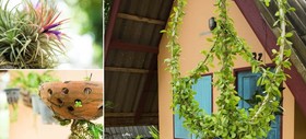 Cashewnut Tree Bungalows