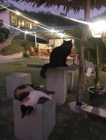 Cat Bungalow