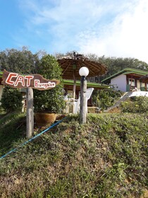 Cat Bungalow