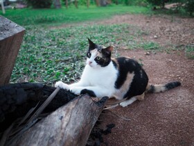 Cat Bungalow