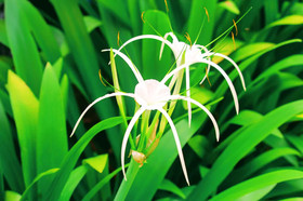 Veranda Lanta & Spa Resort