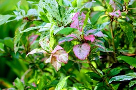 Veranda Lanta & Spa Resort