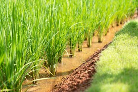 Anana Ecological Resort Krabi