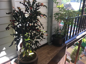 Coco's Guest House