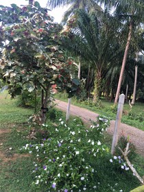The Jasmine Resort