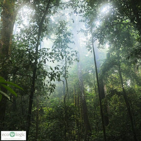Eco-Logic Thailand