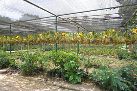 Donsak Orchid Resort
