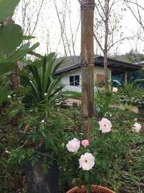 Baansuan Suksangob Farm Stay