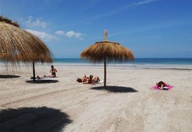 Green Palm