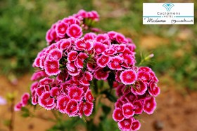 Cyclamens Mechmoum Hotel