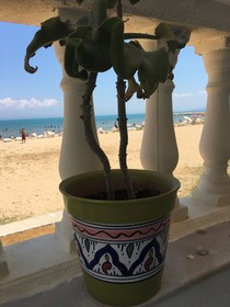 Dar El-Màa