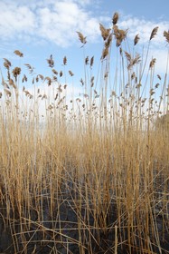 Beta Home Lake House