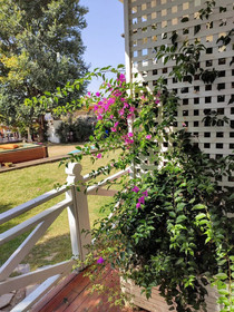 Lotus Restaurant & Home