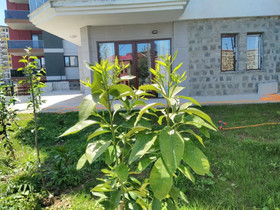 Sami Villa