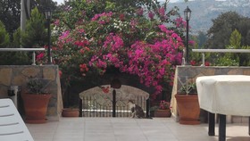 Lemon Tree