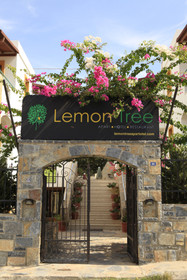 Lemon Tree