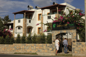 Lemon Tree