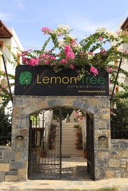 Lemon Tree