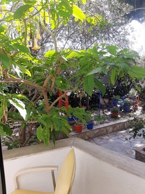 Ali’s Hotel Restaurant Beach