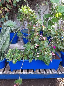 Ali’s Hotel Restaurant Beach