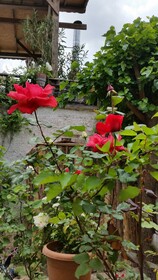 Anatolia Cave Hotel & Pension