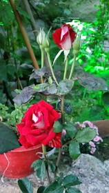 Anatolia Cave Hotel & Pension