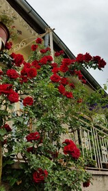 Anatolia Cave Hotel & Pension