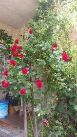 Anatolia Cave Hotel & Pension