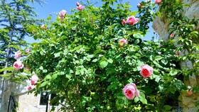 Anatolia Cave Hotel & Pension