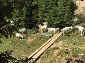 Pokut Orion
