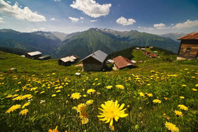 Pokut Orion