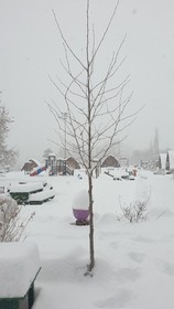 Zeyve Lavanta Tatil Köyü