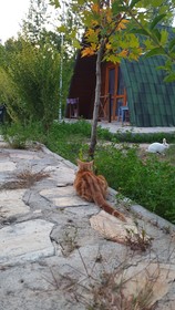 Zeyve Lavanta Tatil Köyü