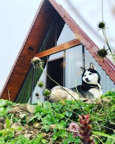 Bear Bungalov