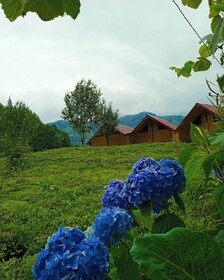 Kamelya Dag Evleri