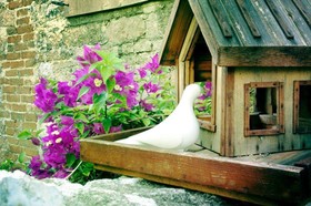 Florina House