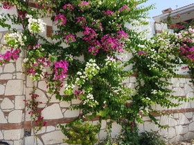 Hotel Doga Garden