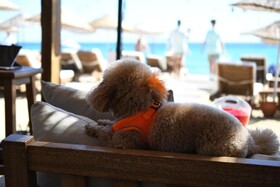 Zay'a Otel & Beach
