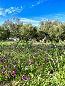 Alacati Barbarossa Hotel