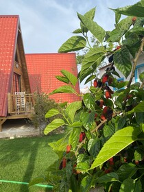 Noel Bungalov Cafe