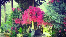 Alya Hotel Göcek