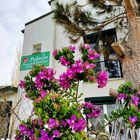 Palmiye Pansiyon