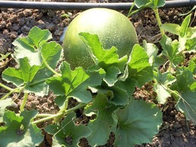 Sun Dalyan Hotel and Organic Farm