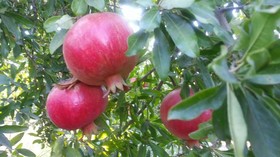 Sun Dalyan Hotel and Organic Farm