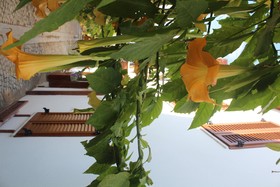 Silenos Boutique Hotel