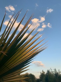 Yucca House Gökova