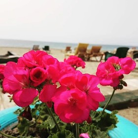 Miss Cleopatra Hotel