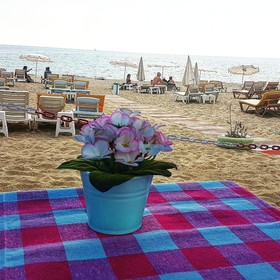 Miss Cleopatra Hotel