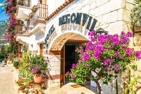 Begonvil